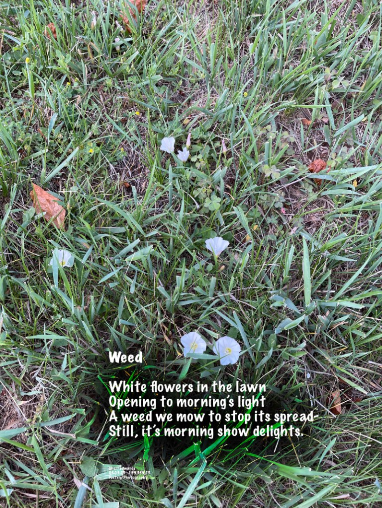 Morning glory, or field bindweed in the lawn is a weed to not allow to spread to the neighbor’s yard. It spreads by seeds, rhizomes, stem sections, roots— so it is difficult to eliminate.