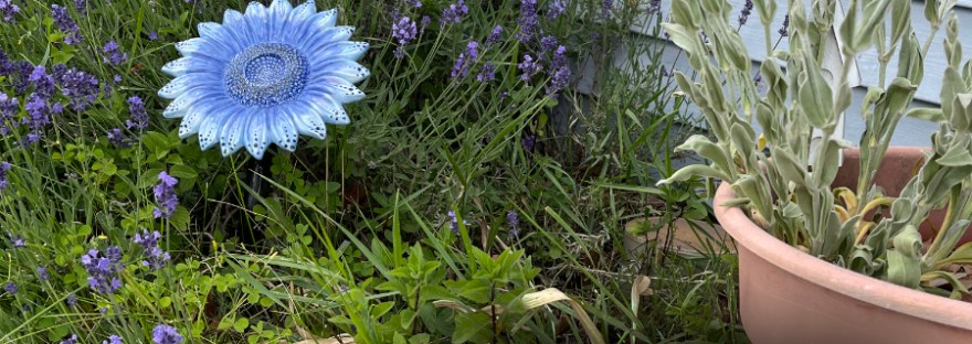 Lavender, wood sorrel, mint, rose campion growing in a garden beside a house.