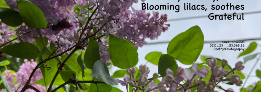 Lilacs bloom in early May; a photo brings their joy again.