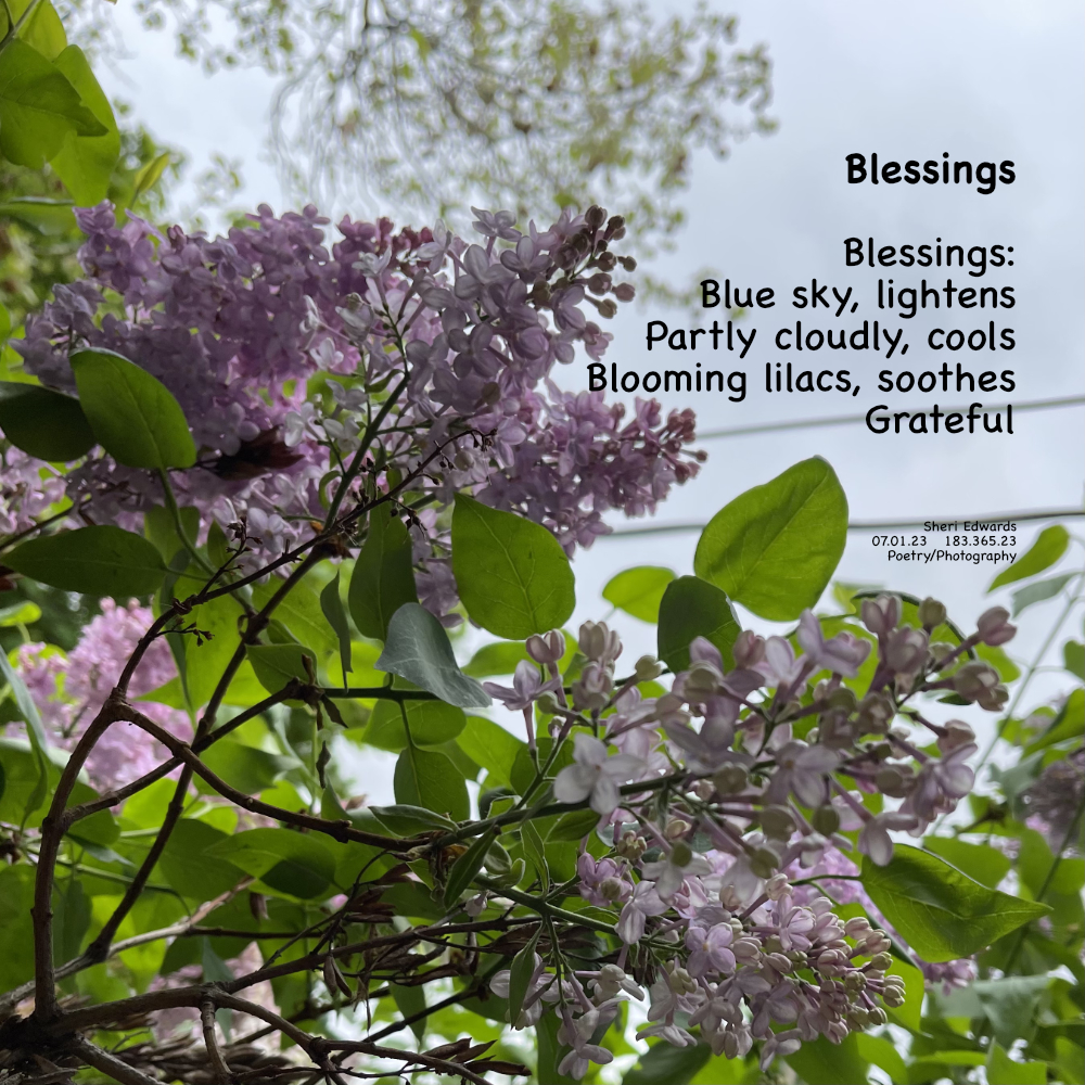 Lilacs bloom in early May; a photo brings their joy again.