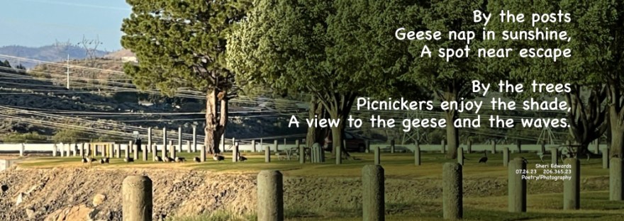 While picnicking at Banks Lake, I wondered what had been installed next to the posts by the lake edge of the park. LOL. It was napping geese.