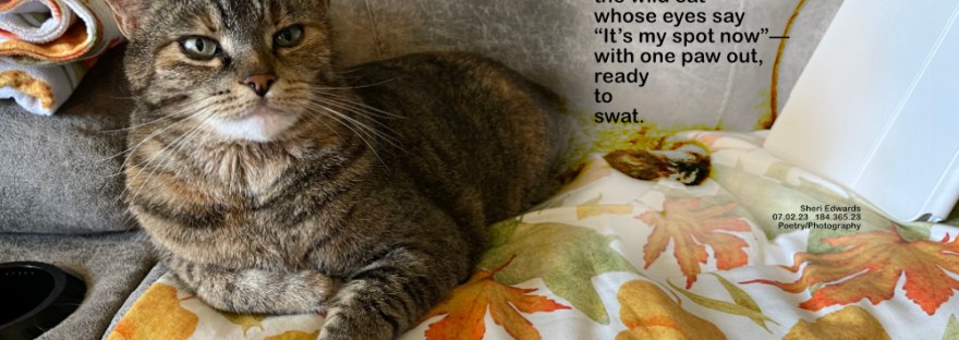 The wild tabby cat dares me to sit back down, one paw out, ready to swat.