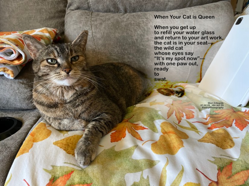 The wild tabby cat dares me to sit back down, one paw out, ready to swat. IttyBitty