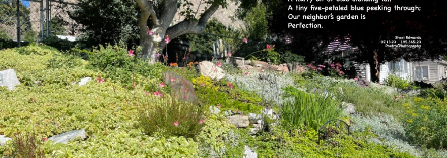 Neighbor’s Perfect Garden