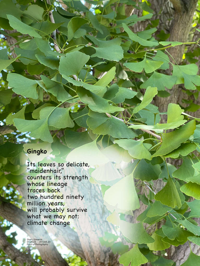 Gingko Leaves