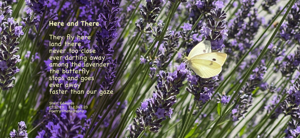 yellow butterfly on lavender