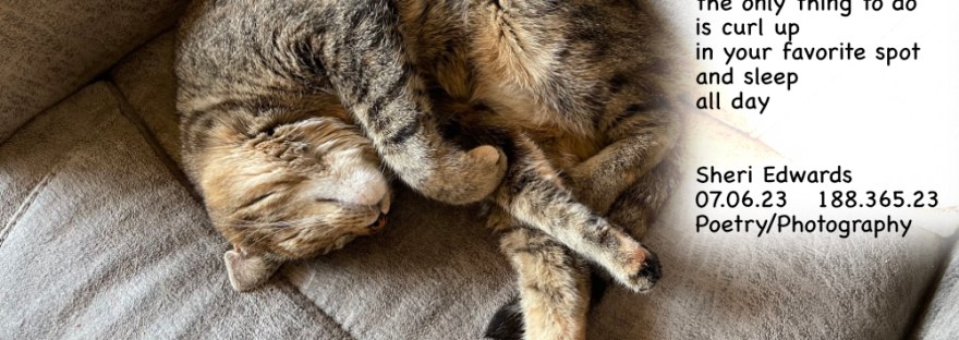 Tabby cat curled up in master’s spot.