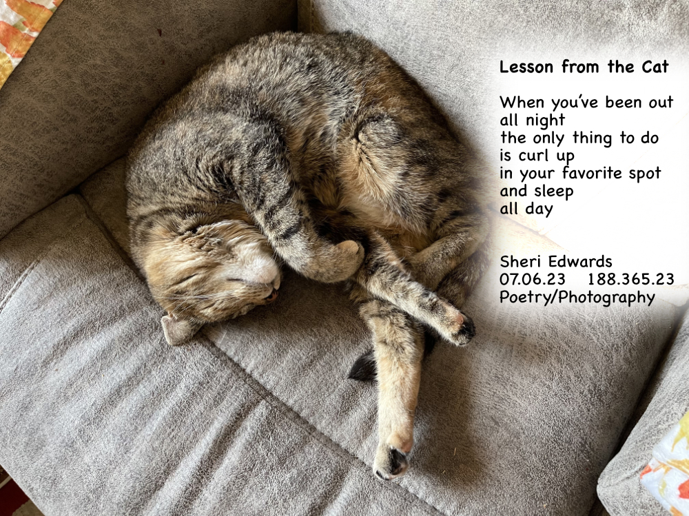 Tabby cat curled up in master’s spot.