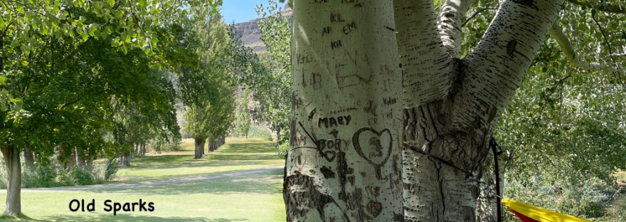 Birch tree in the park with etched lovers' initials