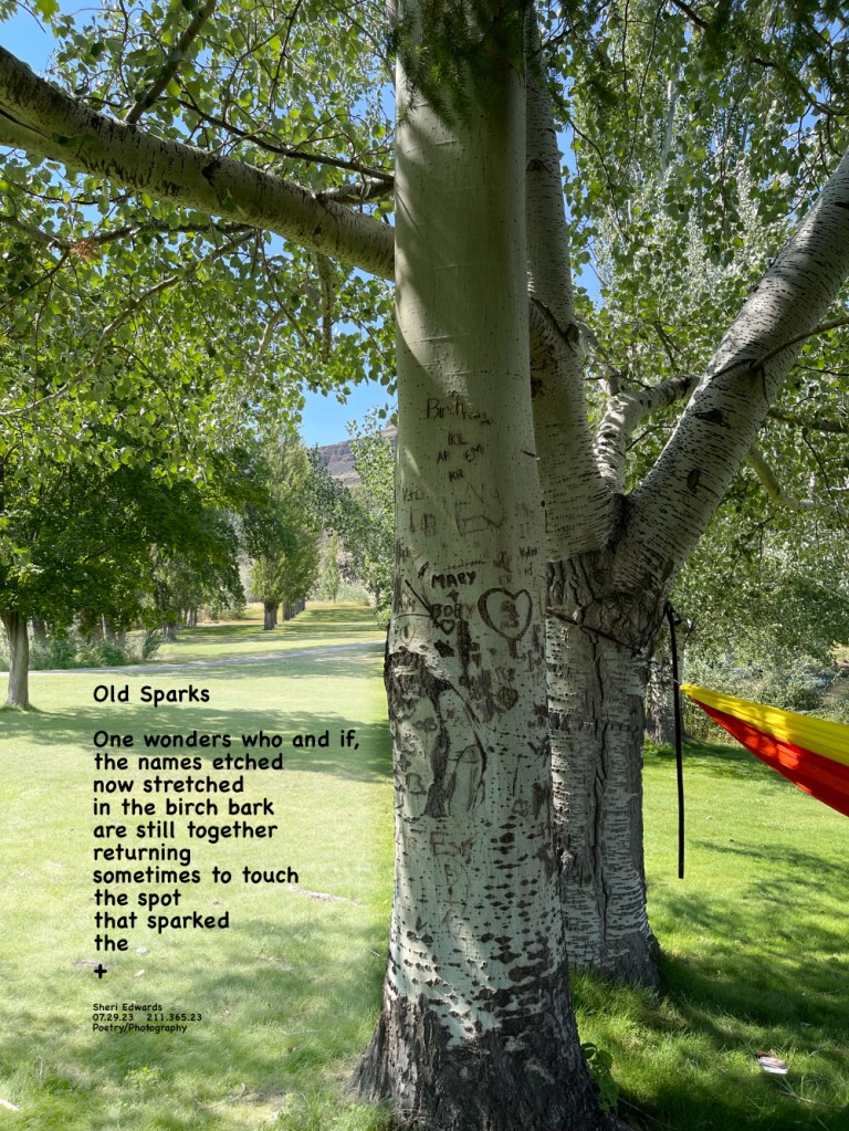 Birch tree in the park with etched lovers' initials