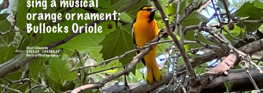 Bullocks Oriole in our sycamore tree. The female is at lower left.