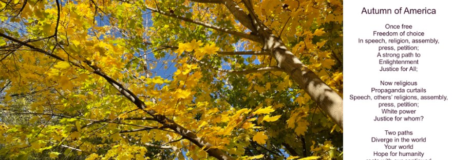 Maple tree in autumn branching in two directions