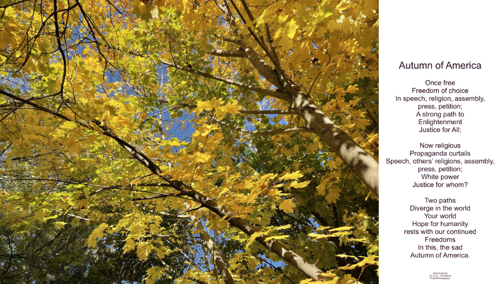 Maple tree in autumn branching in two directions