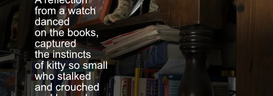 I couldn’t believe the kitty jumped that far and into the bookcase without knocking anything down, and still looking for those darn lights [from digital devices] that had been dancing on the books for her to chase and capture.