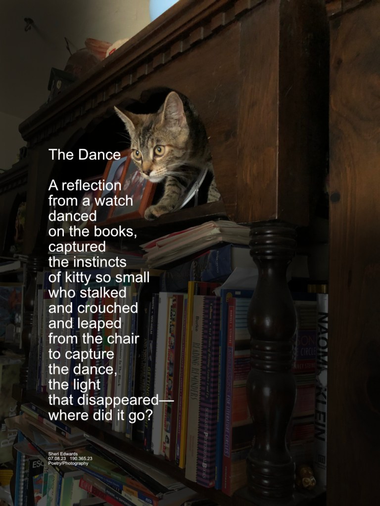 I couldn’t believe the kitty jumped that far and into the bookcase without knocking anything down, and still looking for those darn lights [from digital devices] that had been dancing on the books for her to chase and capture.