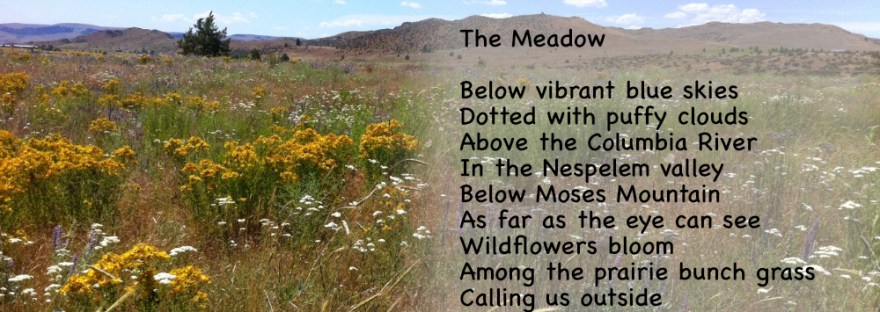 Wildflowers in a Nespelem valley meadow outside the classroom window