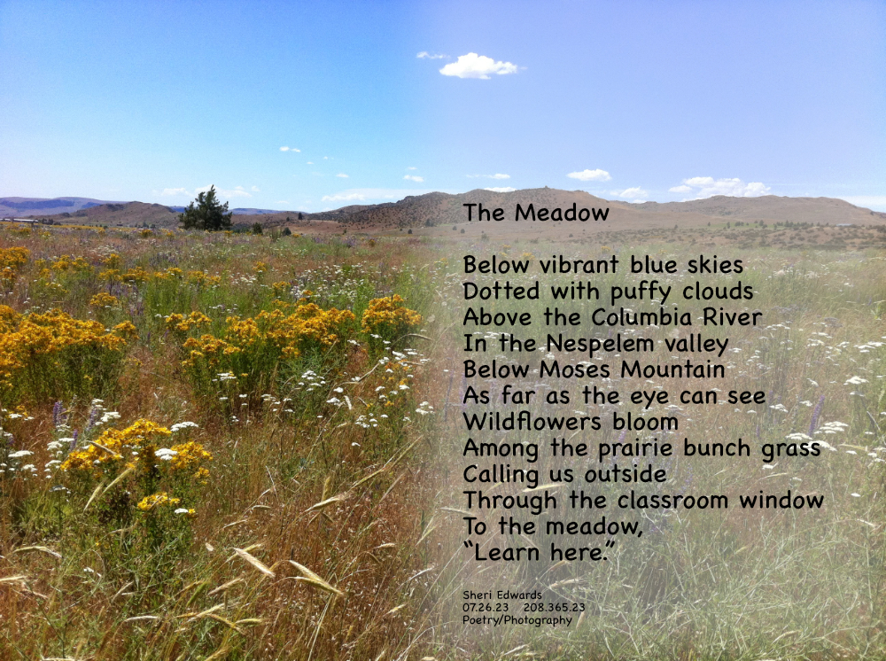 Wildflowers in a Nespelem valley meadow outside the classroom window