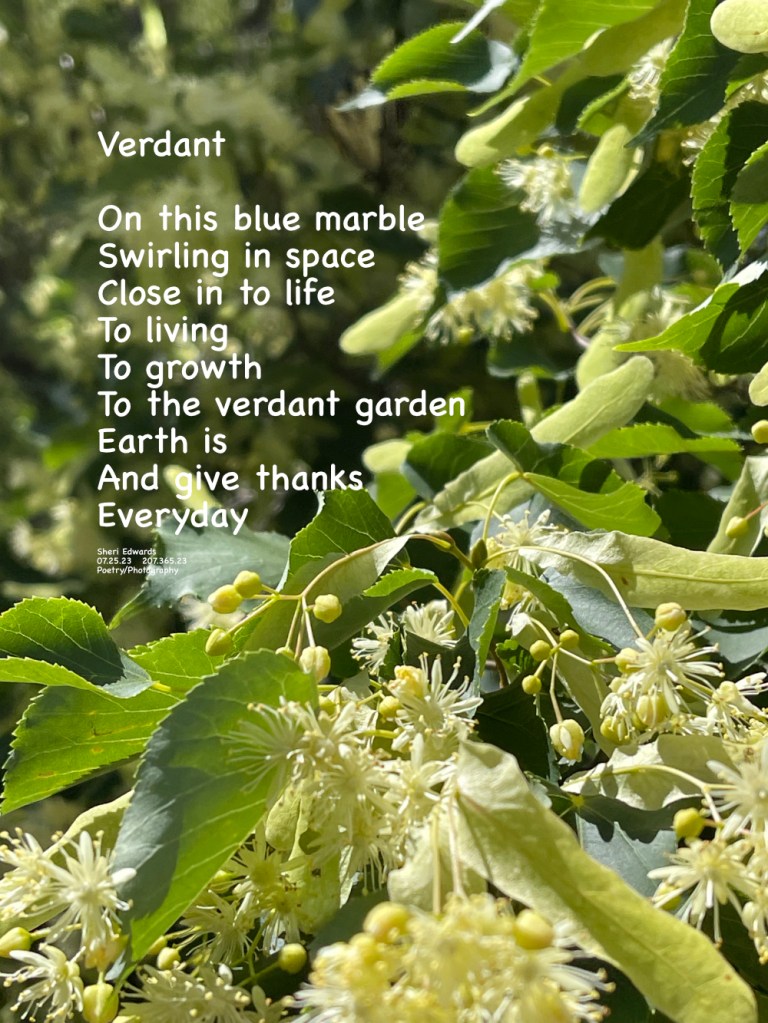 A plant of so many greens with its leaves and flowers. 