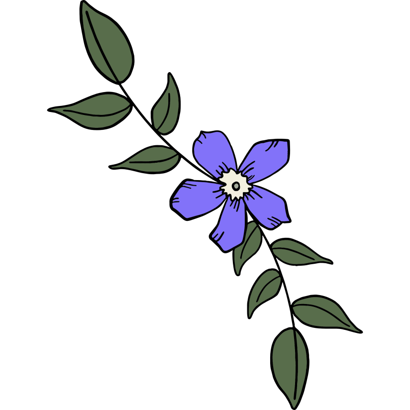 vectorized periwinkle and leaves