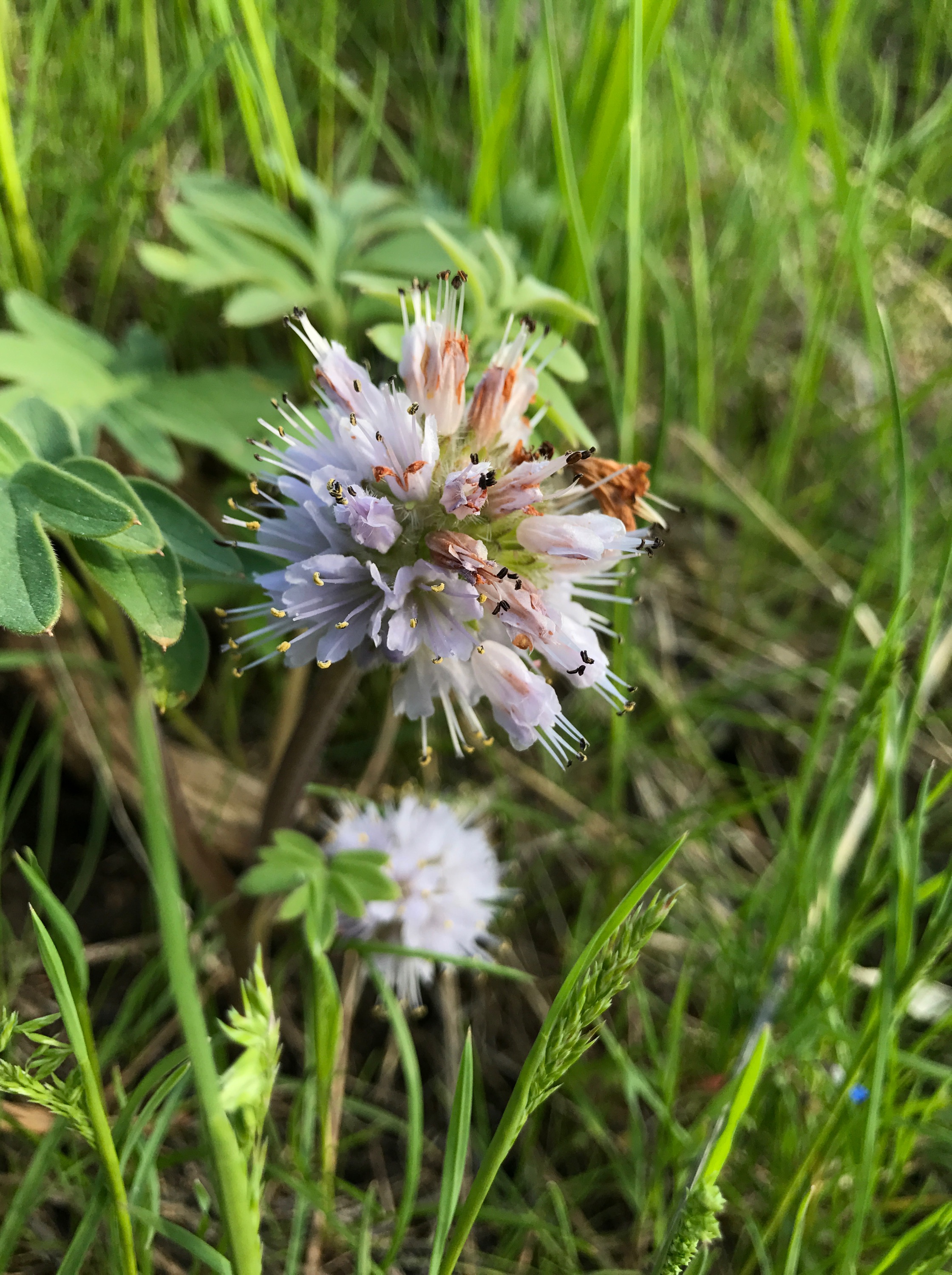 Wisconsin Waterleaf Waterleaf – I wonder, if I draw a line…