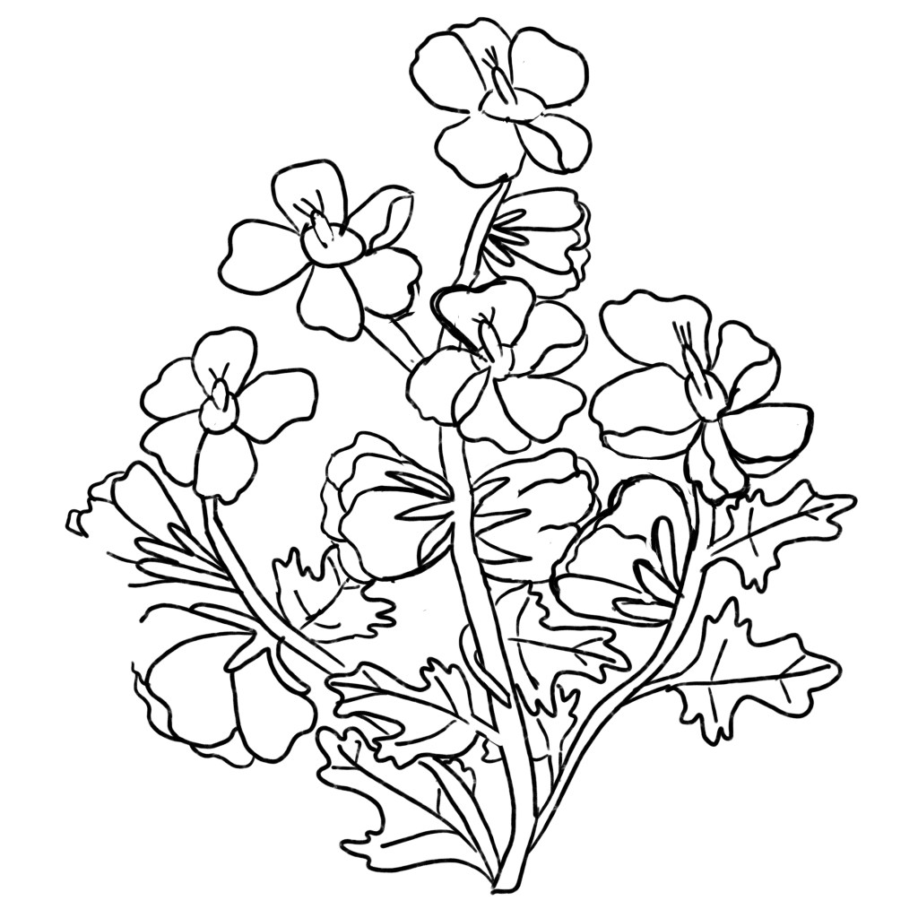 mallow diamond sketch 2 original