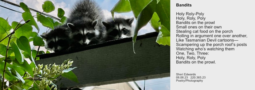 Three young raccoons scampered up the porch’s post when I caught them stealing the cat’s food