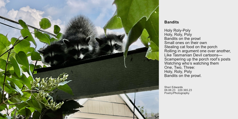 Three young raccoons scampered up the porch’s post when I caught them stealing the cat’s food.