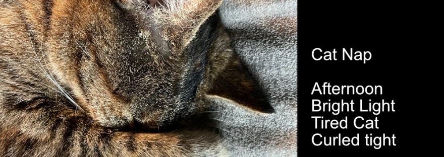 Our little wild cat curled up for a nap