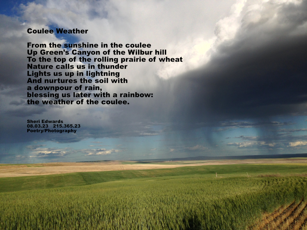 on the rolling wheat fields, a thunderstorm waters the fields