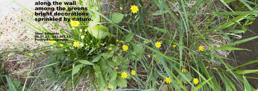 wildflowers or weeds against the wall...
