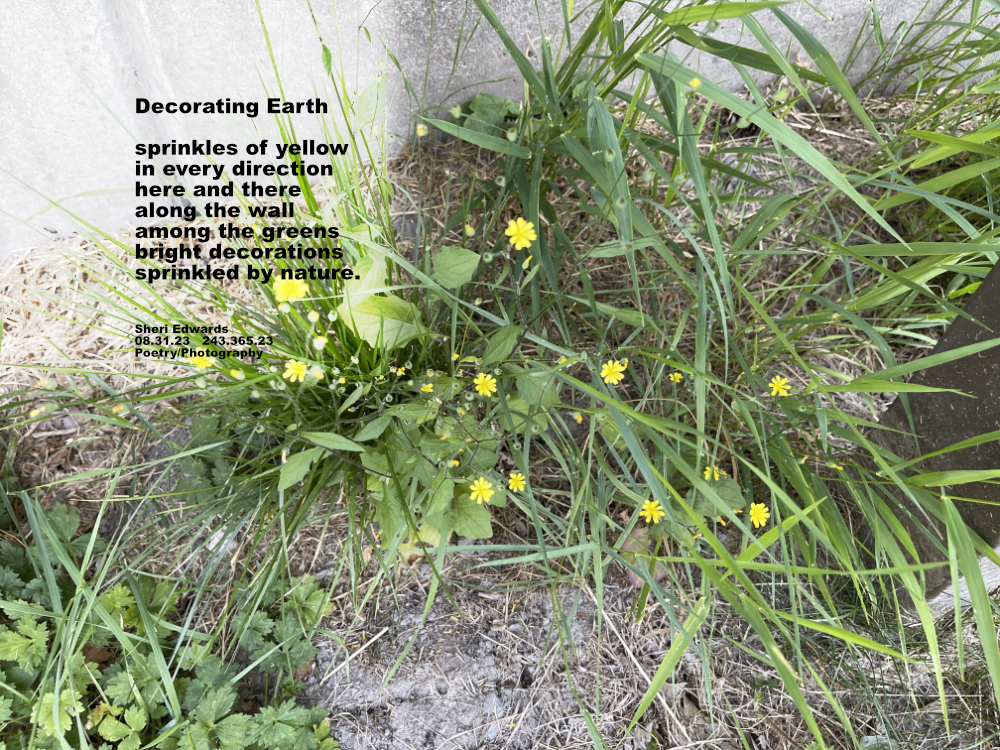 wildflowers or weeds against the wall...