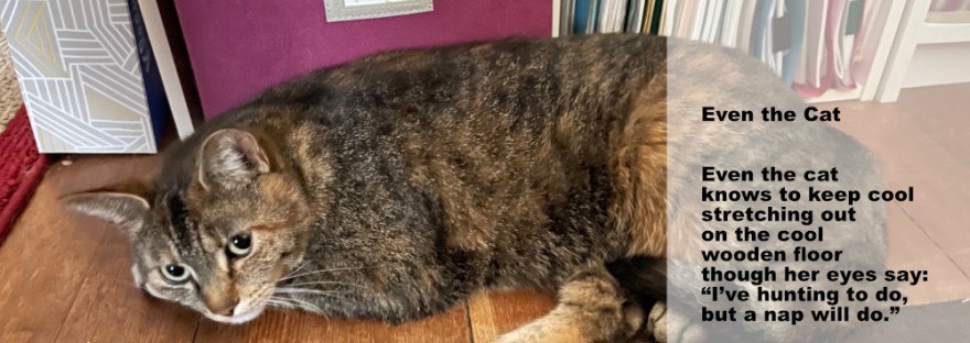 cat lays on the wooden flor to keep cool