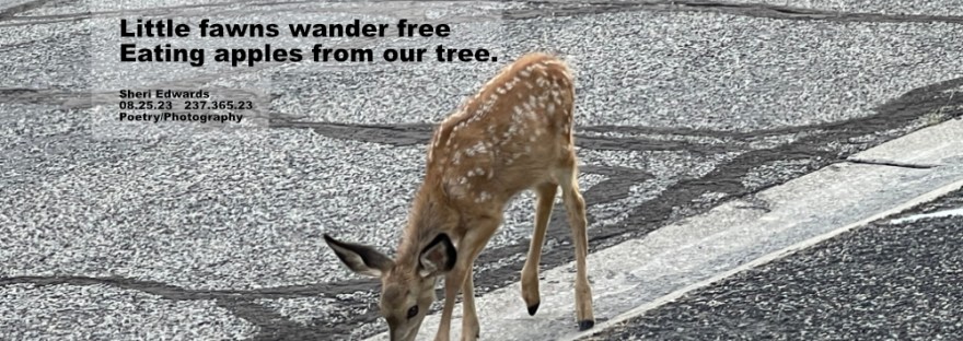 one of two fawns walking down our street towards their mother a block away; we throw them an apple from our tree