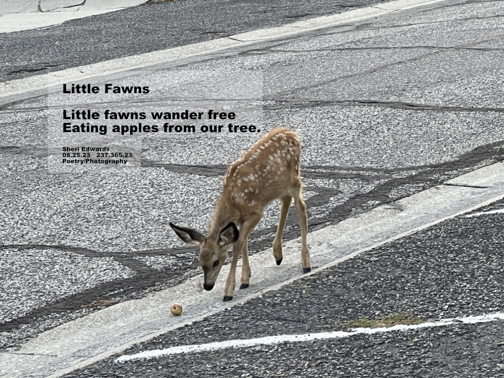 one of two fawns walking down our street towards their mother a block away; we throw them an apple from our tree