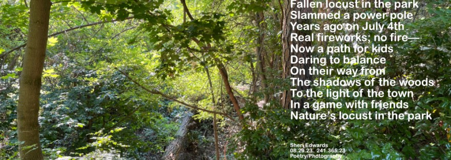 fallen locust in Cole Park serves as pathway back to town for daring kids