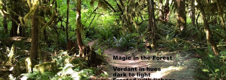 Rockport State Park, WA path with cedar, fir, ferns.