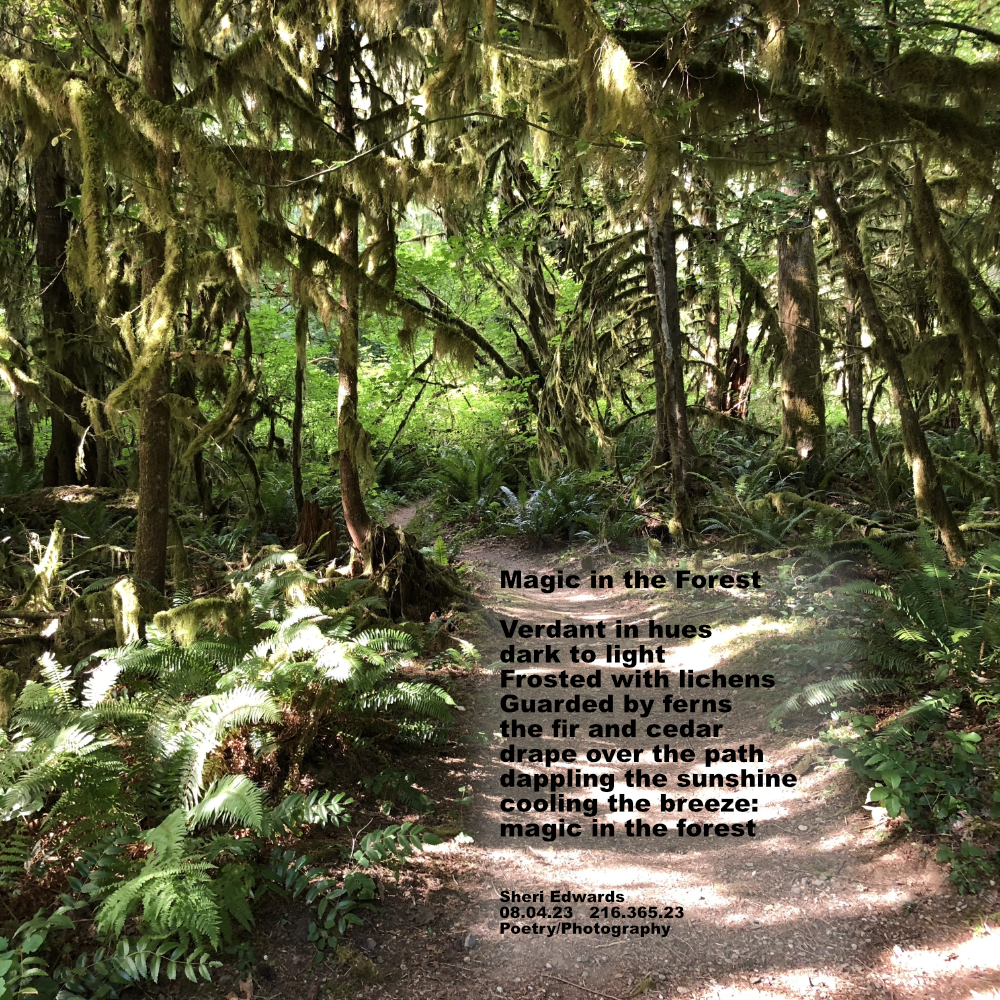Rockport State Park, WA path with cedar, fir, ferns.