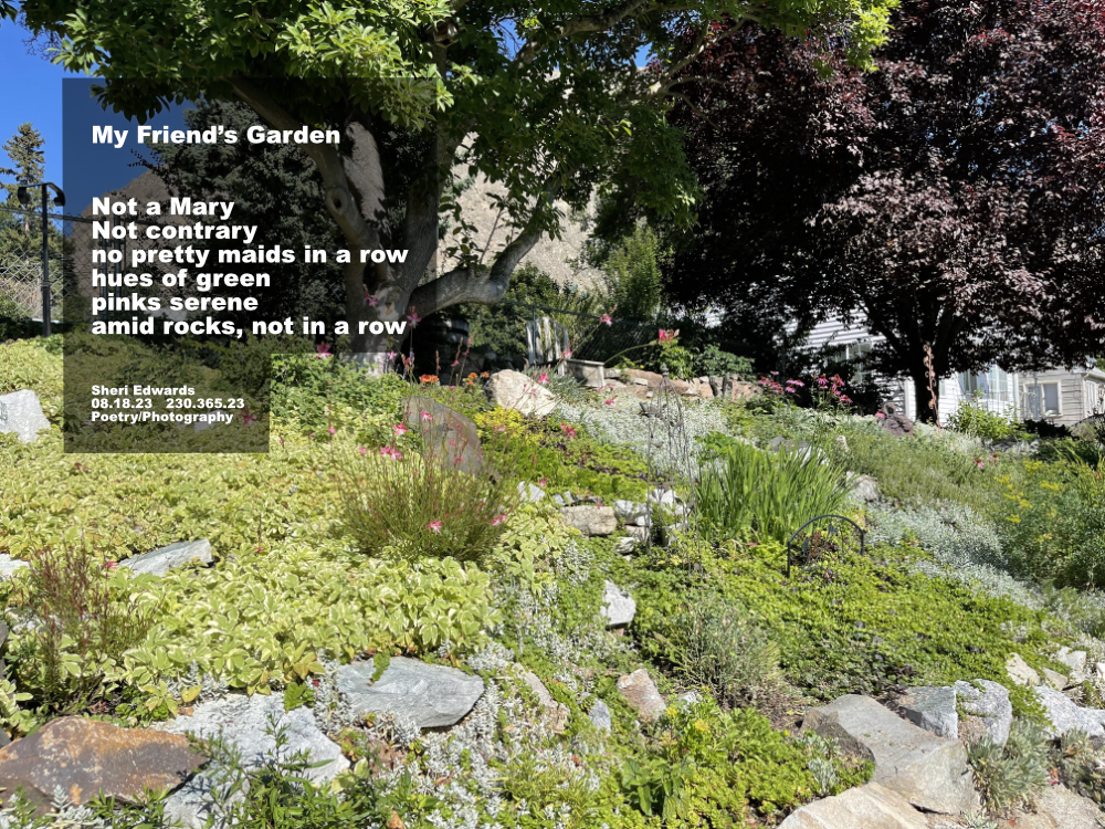 a friend's garden, just down the street