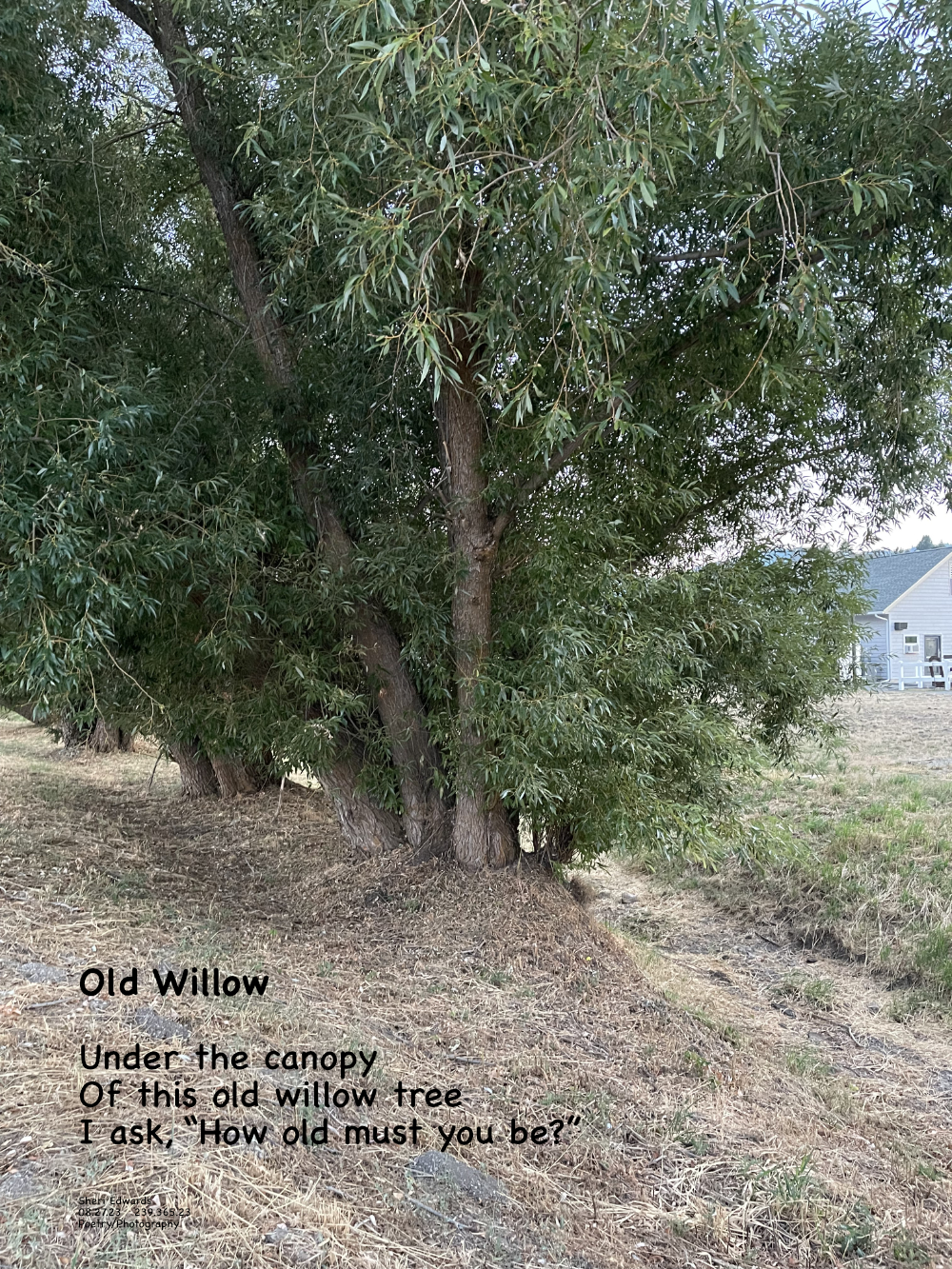 Old willow on a path behind the restaurant “Craft and Gather” 