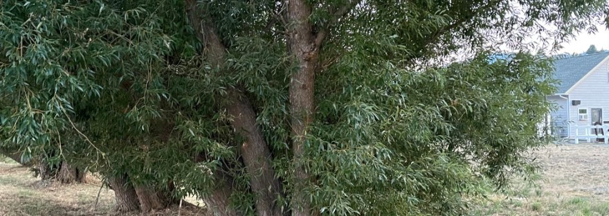 Old willow on a path behind the restaurant “Craft and Gather”