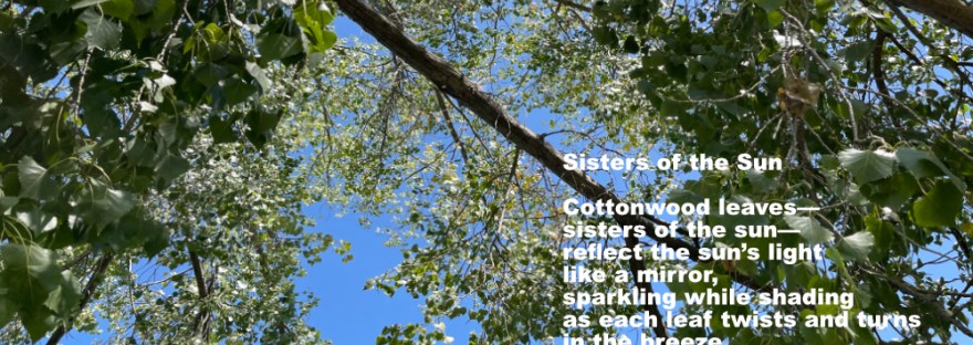 canopy of western cottonwood