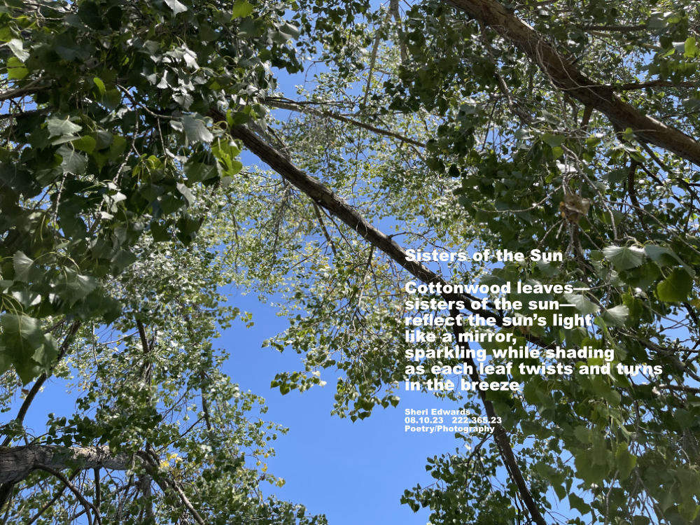 canopy of western cottonwood