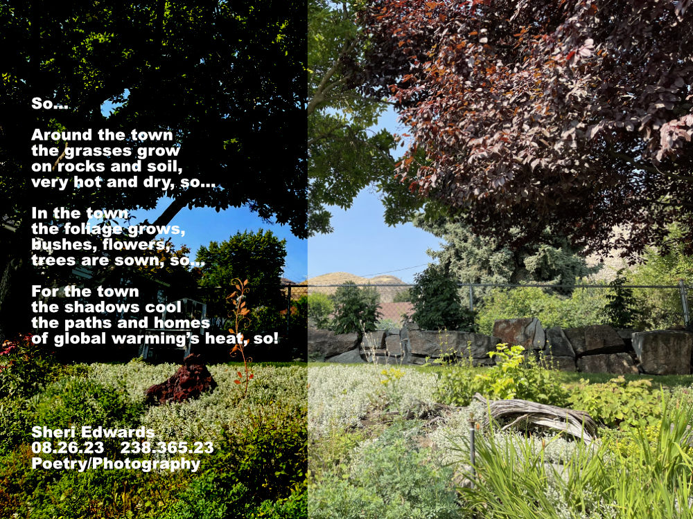 a neighbor's yard from where I can now see the dry rock and hills of the surrounding shrub-steppe ecosystem because the city chopped down 34 90 year old trees that once blocked this view and shaded the town