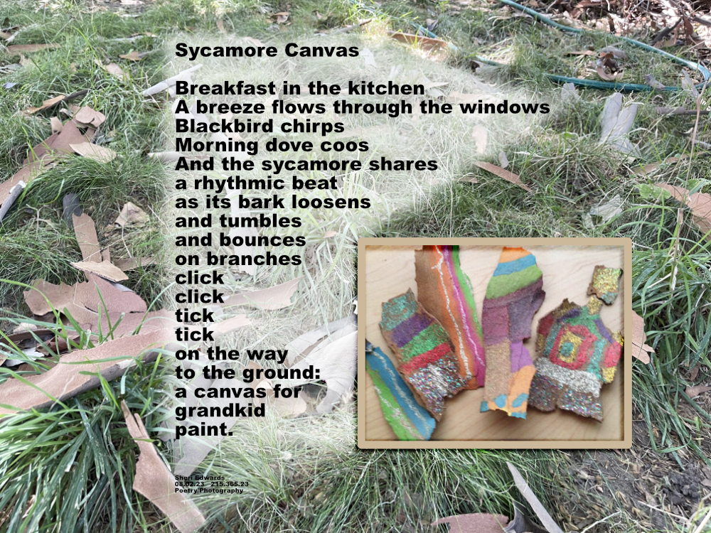 bark from our sycamore on the ground; a normal thing; a canvas for grandkids to paint on