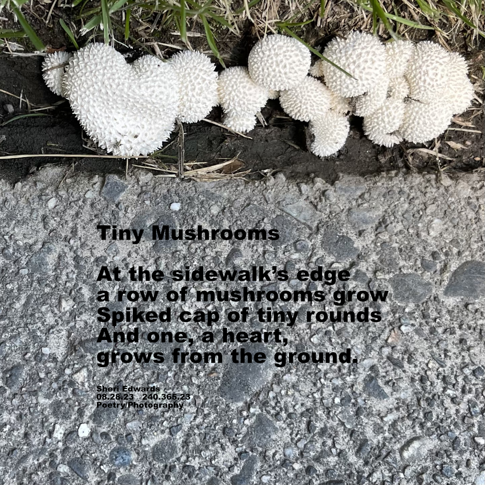 mushrooms on the edge of the sidewalk