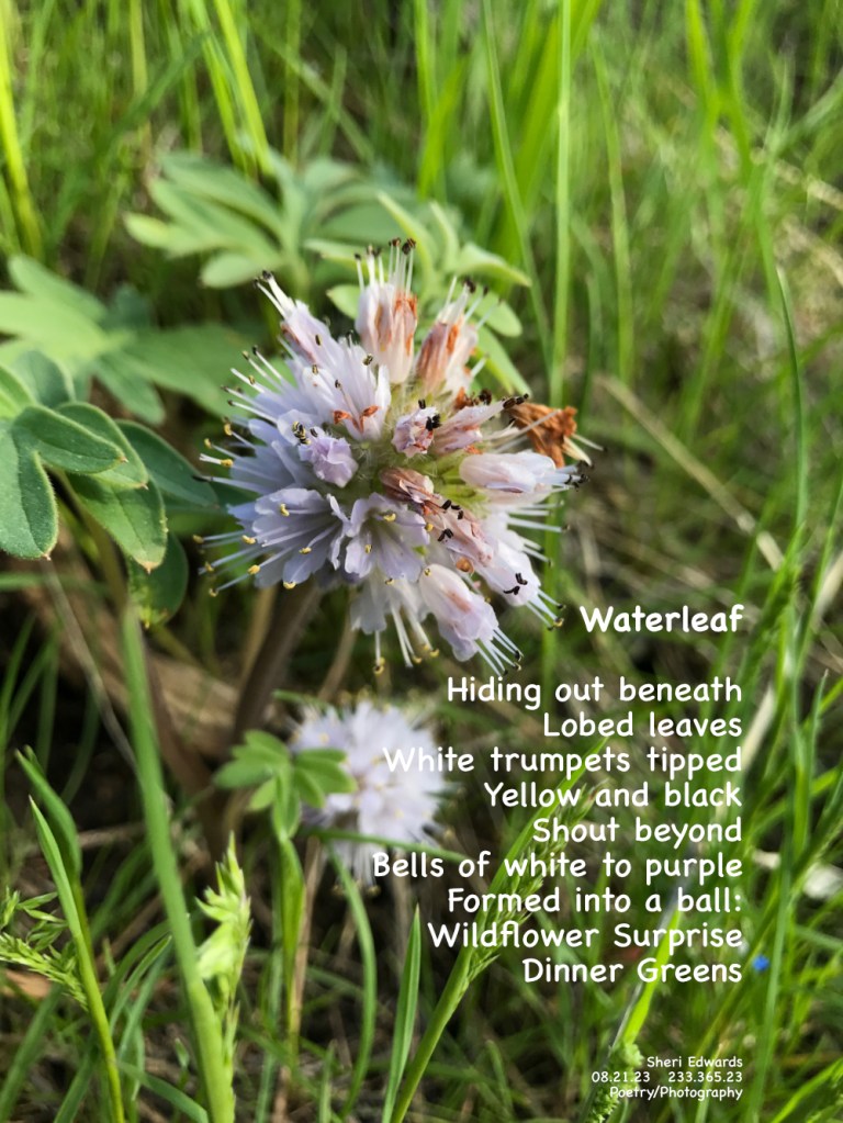 Ballhead Waterleaf: wild flower of the Western States, found in Peshastin-Pinnacles State Park