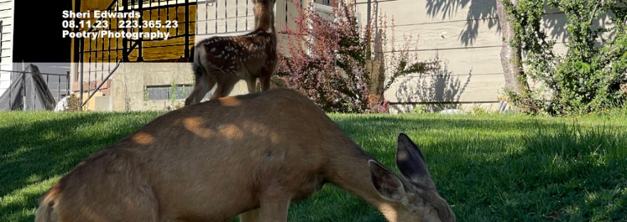 mule deer graze on landscaped yards