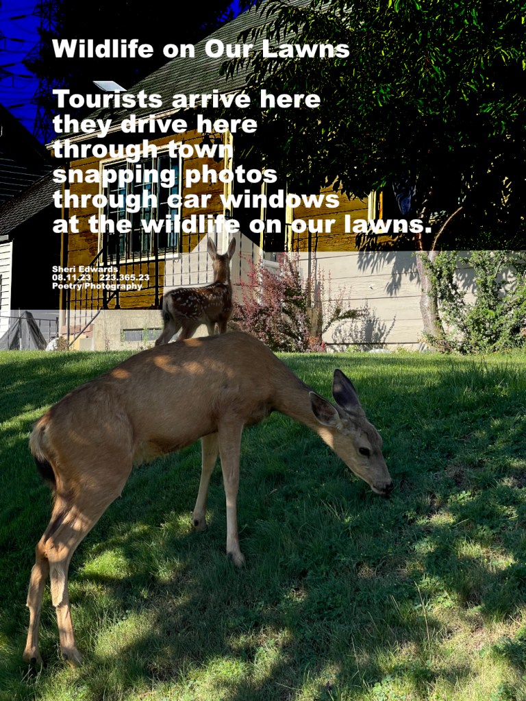 mule deer graze on landscaped yards