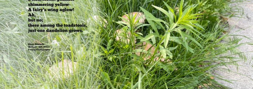 In the grass along the sidewalk toadstools and one dandelions grow.