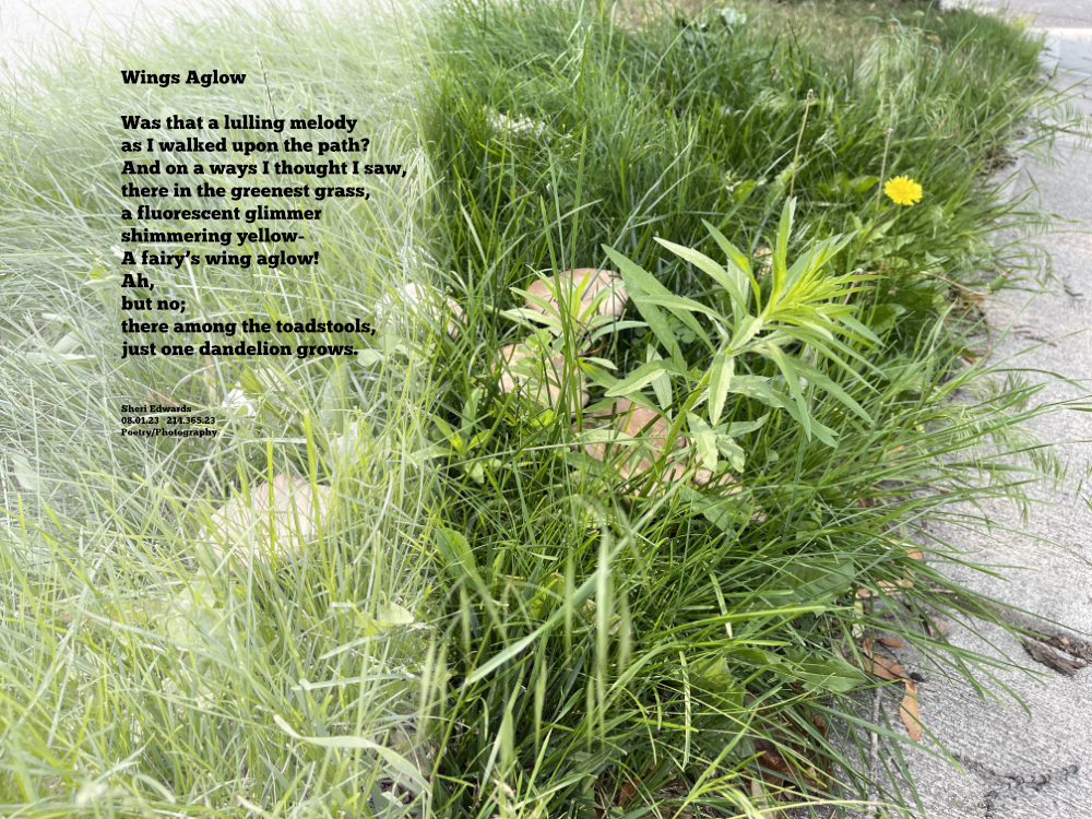 In the grass along the sidewalk toadstools and one dandelions grow.
